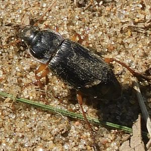Strawberry seed beetle