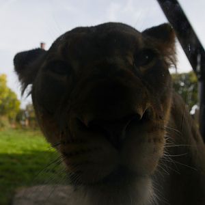 Up close and personal with a lioness