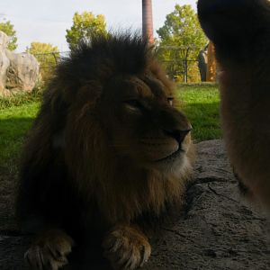 Up close and personal with the lions