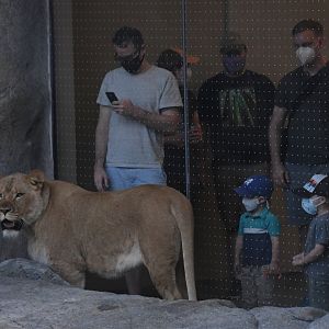 Pepper Family Wildlife Center - Lion Exhibit