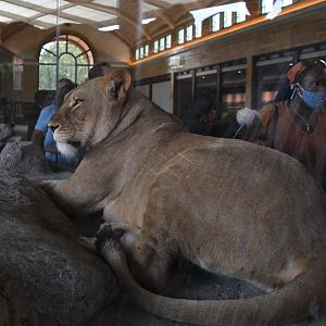 Getting up close to a lioness