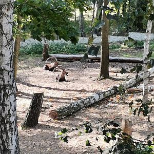 Nubian Ibex/King Colobus