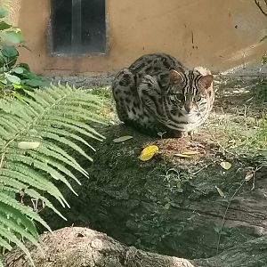 Leopard Cat, non speciefic