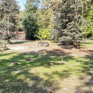 Current White Rhino home