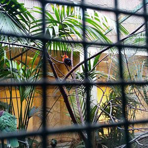 Crimson-hooded manakin (Pipra aureola)