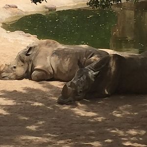 Southern White Rhinos