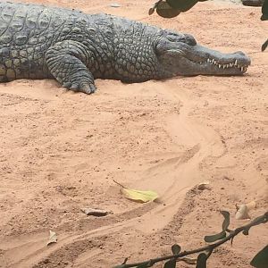 Nile crocodile