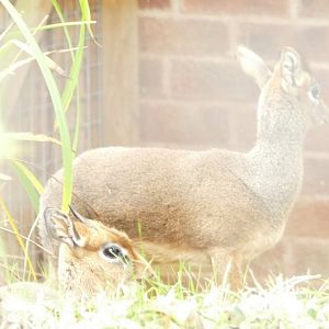 Kirk's Dik-Dik, October 2021