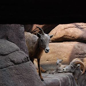 California Bighorn Sheep
