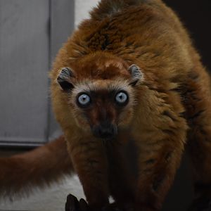 Blue-eyed black lemur (Eulemur flavifrons)