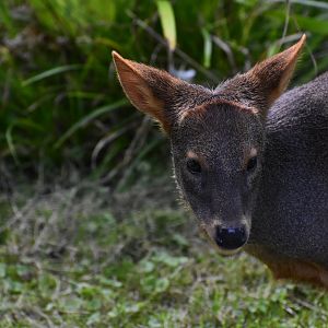 Southern Pudu (Pudu pudu)