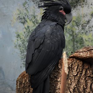 Palm cockatoo (Probosciger aterrimus)