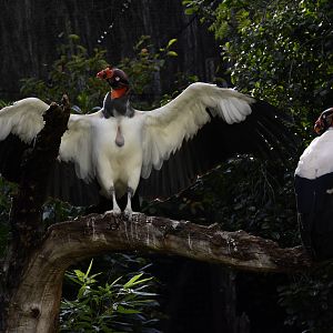King vulture (Sarcoramphus papa)