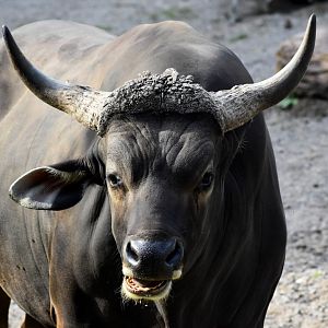 Javan Banteng (Bos javanicus javanicus)