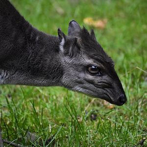 Blue duiker (Philantomba monticola)