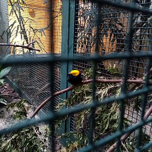 Golden-headed manakin (Ceratopipra erythrocephala)