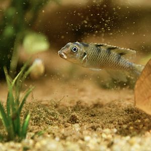 Nanochromis transvestitus