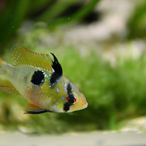 Mikrogeophagus ramirezi