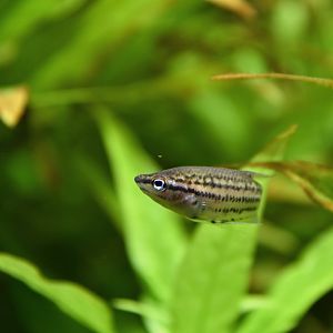 Croaking gourami (Trichopsis vittata)