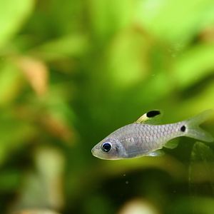 Oreichthys crenuchoides