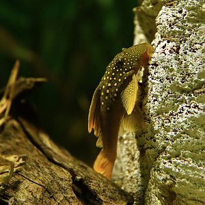 Green phantom pleco (Hemiancistrus subviridis)