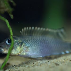 Nanochromis transvestitus