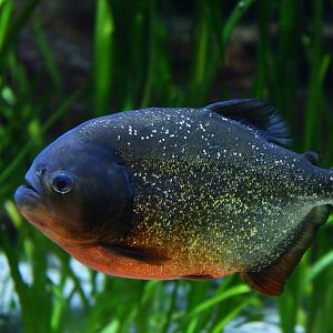 Pygocentrus natterei