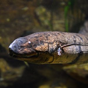 Lepidosiren paradoxa