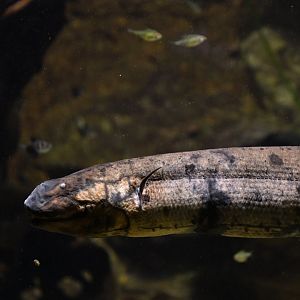 Lepidosiren paradoxa