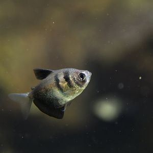 Gymnocorymbus ternetzi