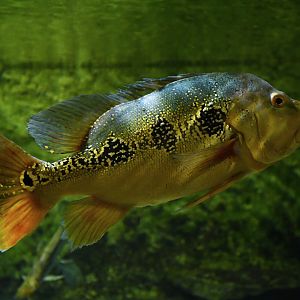 Cichla ocellaris