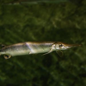 Shortnose gar (Lepisosteus platostomus) ?