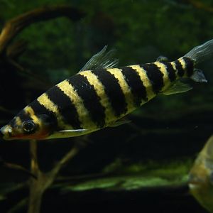 Leporinus fasciatus
