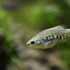 Allodontichthys zonistius