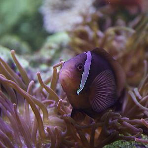 Amphiprion melanopus