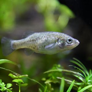 Xenoophorus captivus