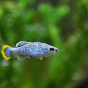 Zoogoneticus tequila