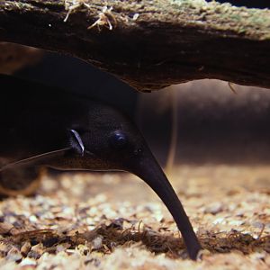 Campylomormyrus numenius