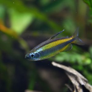 Phenacogrammus aurantiacus