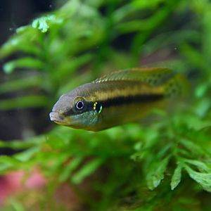 Enigmatochromis lucanusi