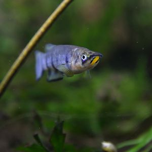 Redchin panchax (Epiplatys dageti)