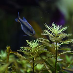 Hyphessobrycon sp. Blue Ribbon