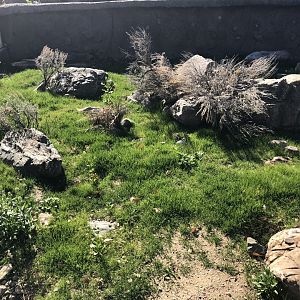 Newly improved Uinta Ground Squirrel Exhibit