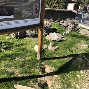 Newly improved Uinta Ground Squirrel Exhibit
