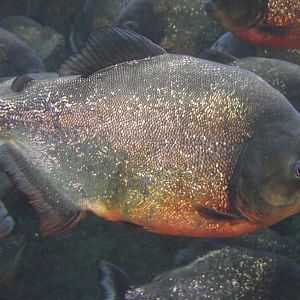 Red Piranha - Zooparc de Beauval - 05/2021
