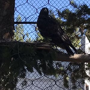 Aquila the Golden Eagle