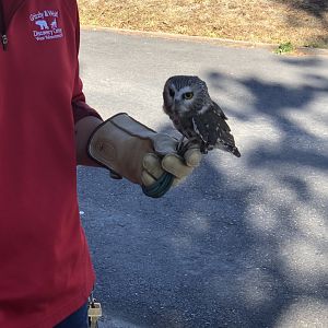 Acadia the Northern Saw Whet Owl