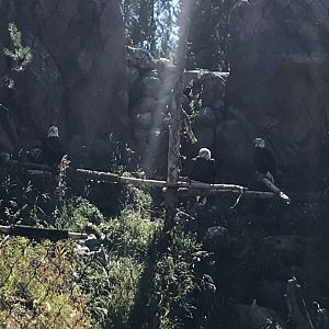 3 Bald Eagles