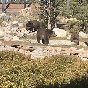Grizzly Bears Bo, Seeley and Condi