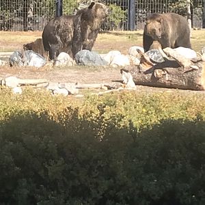 Male Grizzly Bo and Female Grizzly Condi